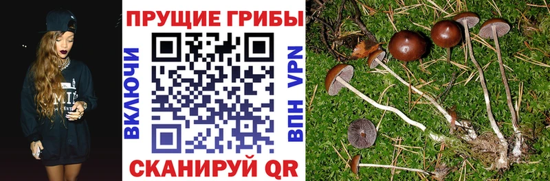 Псилоцибиновые грибы Cubensis  Родники 